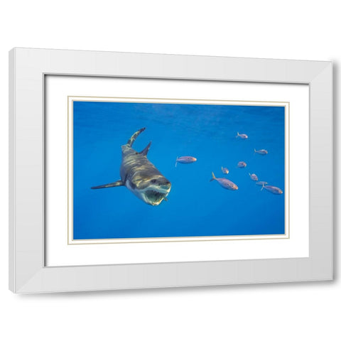 Chase With The Great White White Modern Wood Framed Art Print with Double Matting by Rebro, Marcel