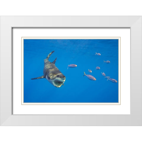 Chase With The Great White White Modern Wood Framed Art Print with Double Matting by Rebro, Marcel