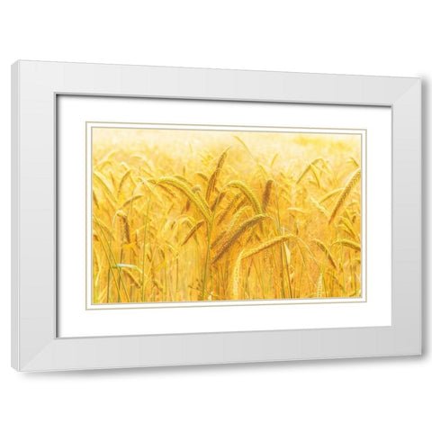 Harvest Time White Modern Wood Framed Art Print with Double Matting by Michael