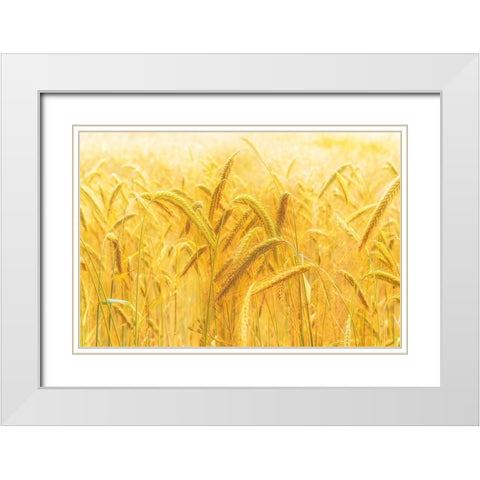 Harvest Time White Modern Wood Framed Art Print with Double Matting by Michael