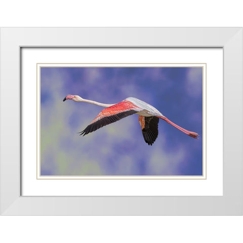 Freedom White Modern Wood Framed Art Print with Double Matting by Eman Elghazzawy, Dr.