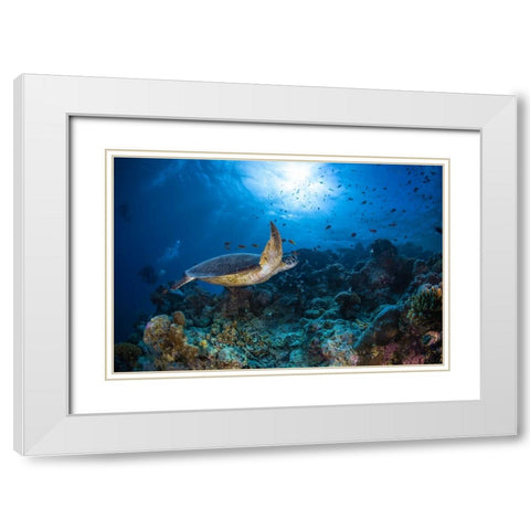 Sunlight And Green Turtle White Modern Wood Framed Art Print with Double Matting by Gabriel, Barathieu