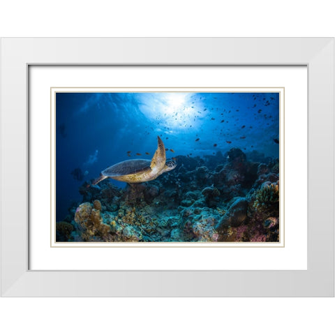 Sunlight And Green Turtle White Modern Wood Framed Art Print with Double Matting by Gabriel, Barathieu