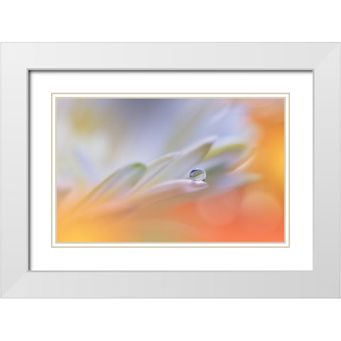Little Wonders...II White Modern Wood Framed Art Print with Double Matting by Nan, Juliana