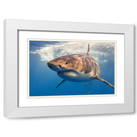 Great White White Modern Wood Framed Art Print with Double Matting by Rebro, Marcel