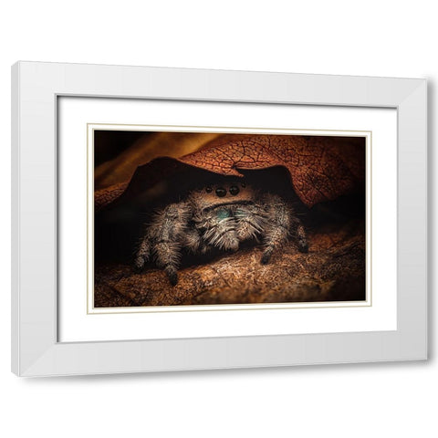 Phidippus Regius White Modern Wood Framed Art Print with Double Matting by Rozehnal, Jan