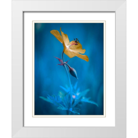 Orange beauty White Modern Wood Framed Art Print with Double Matting by Krinke, Andreas