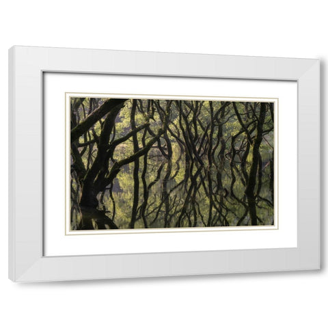 Sunken Forest White Modern Wood Framed Art Print with Double Matting by Irie, Ryohei