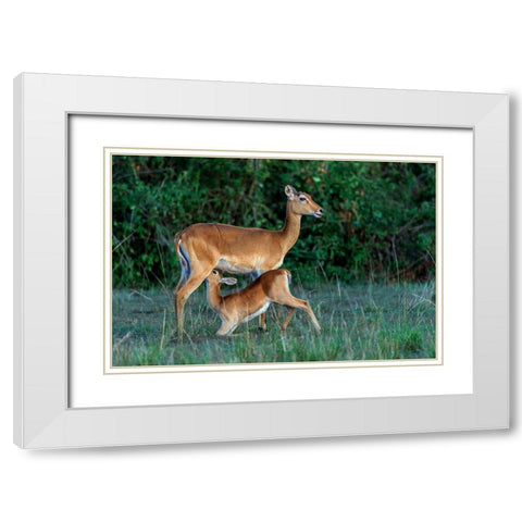Feeding Time White Modern Wood Framed Art Print with Double Matting by Damico, Giuseppe