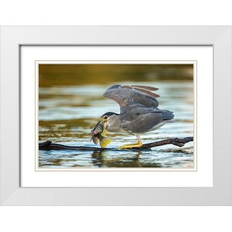 Black-Crowned Night Heron White Modern Wood Framed Art Print with Double Matting by Frischoff, Noam