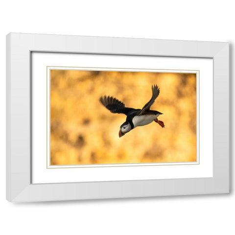 Puffin In Flight White Modern Wood Framed Art Print with Double Matting by Dolfing, Jan