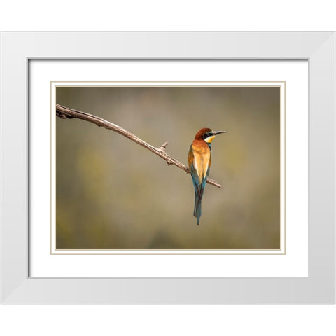 Bee Eater White Modern Wood Framed Art Print with Double Matting by Zakic, Dejan