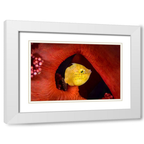 Little Filefish White Modern Wood Framed Art Print with Double Matting by Peneau, Cedric