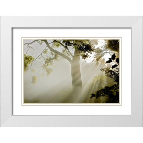 Fog at MAcns Klint White Modern Wood Framed Art Print with Double Matting by Wicklow, Jorgen