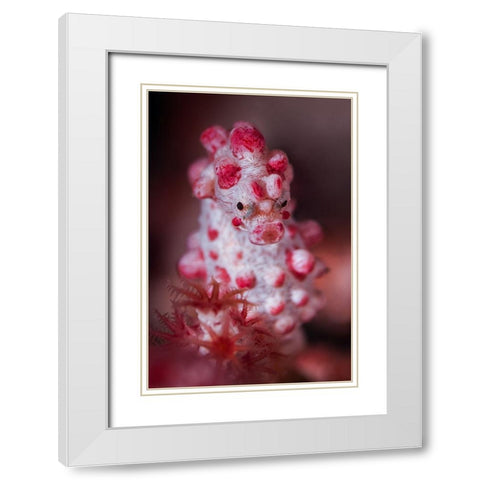 Pygmy Seahorse White Modern Wood Framed Art Print with Double Matting by Peneau, Cedric