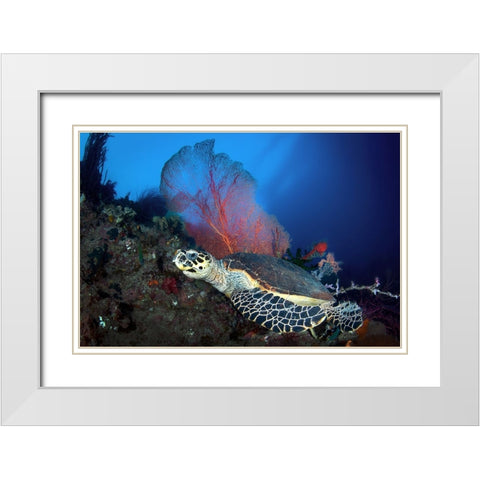 Hawksbill Turtle White Modern Wood Framed Art Print with Double Matting by Peneau, Cedric