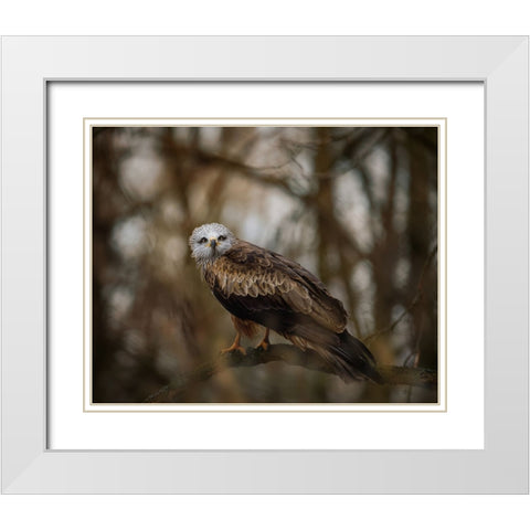 Resting Kite White Modern Wood Framed Art Print with Double Matting by Firesova, Michaela