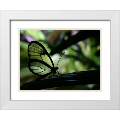 Clear Winged Butterfly White Modern Wood Framed Art Print with Double Matting by Lesica, Ivan