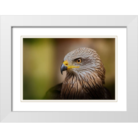 Bird Of Prey... White Modern Wood Framed Art Print with Double Matting by Svestka, Jiri