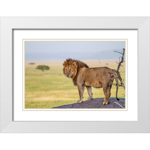 Old King White Modern Wood Framed Art Print with Double Matting by Catta, Alessandro