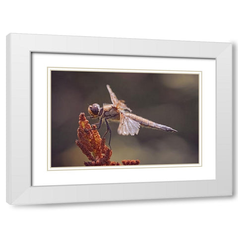 Battle Scars. White Modern Wood Framed Art Print with Double Matting by Williams, Stuart