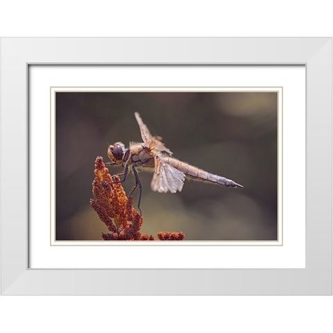 Battle Scars. White Modern Wood Framed Art Print with Double Matting by Williams, Stuart