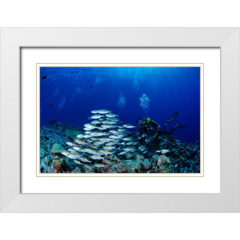 Fish And DIVers White Modern Wood Framed Art Print with Double Matting by Y Lin, Ryan