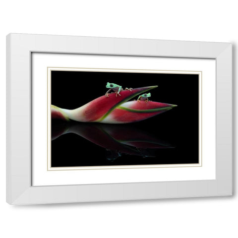 Lema Frogs White Modern Wood Framed Art Print with Double Matting by Wolbers, Louise