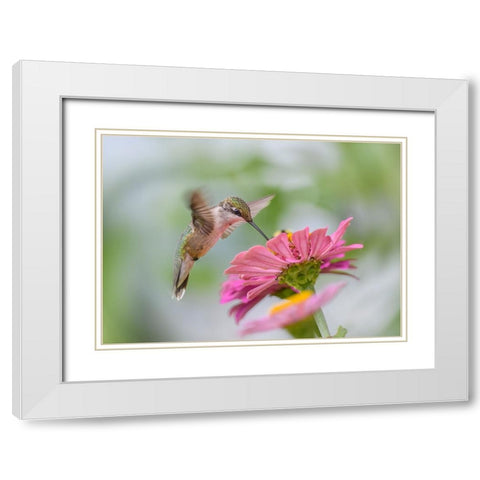 Juvenile Ruby-Throated Hummingbird White Modern Wood Framed Art Print with Double Matting by Chen, Li