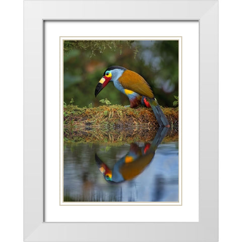 Plate-Billed Mountain-Toucan White Modern Wood Framed Art Print with Double Matting by And Wei, Siyu