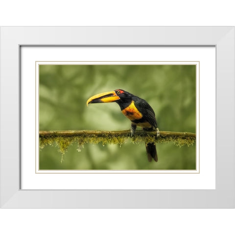 Crimson-Rumped Toucan White Modern Wood Framed Art Print with Double Matting by And Wei, Siyu