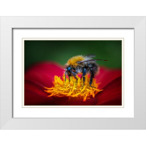 The Bumbelbee White Modern Wood Framed Art Print with Double Matting by Pettersson, Benny