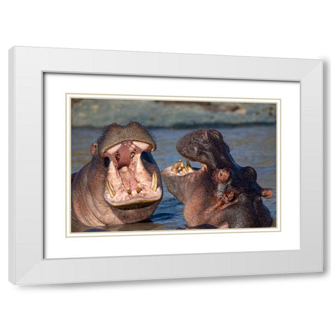 Chatting Hyppos White Modern Wood Framed Art Print with Double Matting by Catta, Alessandro