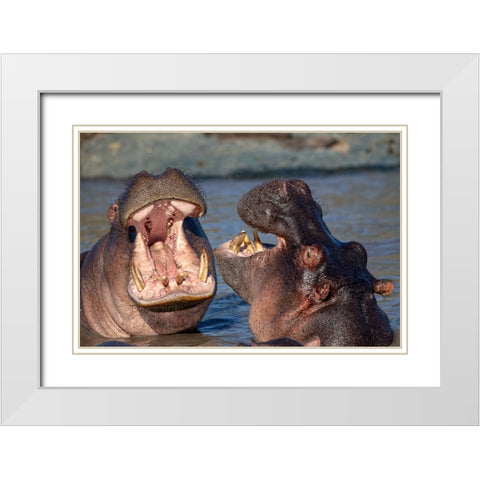 Chatting Hyppos White Modern Wood Framed Art Print with Double Matting by Catta, Alessandro