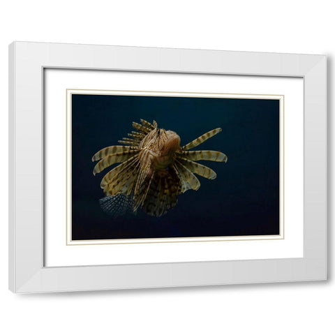 Underwater Beauty Of Nature White Modern Wood Framed Art Print with Double Matting by Al-Hefnawy, Haytham