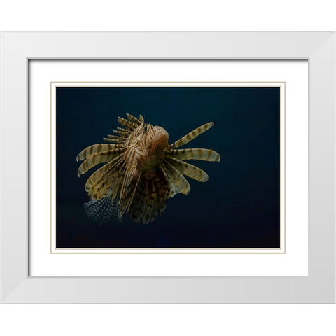 Underwater Beauty Of Nature White Modern Wood Framed Art Print with Double Matting by Al-Hefnawy, Haytham