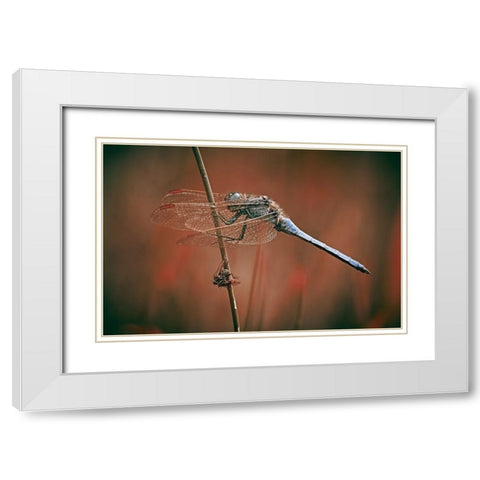 The Battlefield White Modern Wood Framed Art Print with Double Matting by Williams, Stuart