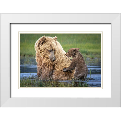 Bear-Back Ride? White Modern Wood Framed Art Print with Double Matting by C. Sink, Jeffrey