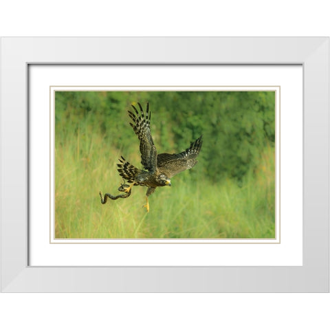 Indonesian Eagle White Modern Wood Framed Art Print with Double Matting by Widjaja, Sally