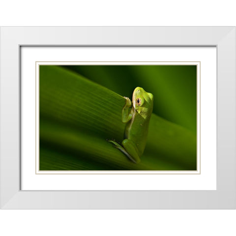Take A Look Outside White Modern Wood Framed Art Print with Double Matting by He, Mike