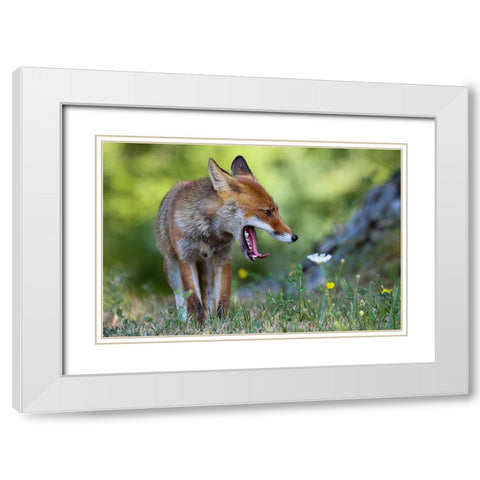 Without Peace! White Modern Wood Framed Art Print with Double Matting by Ranalli, Federico