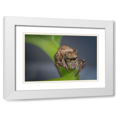 Jumping Spider White Modern Wood Framed Art Print with Double Matting by Deng, Ivy