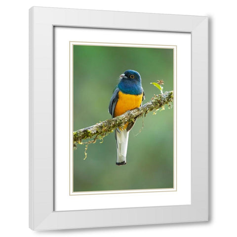 Surucua Trogon White Modern Wood Framed Art Print with Double Matting by Zygmunt, Milan