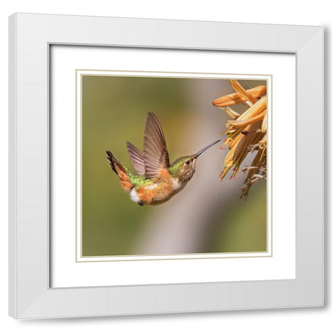 Hummingbird White Modern Wood Framed Art Print with Double Matting by Ji, Shirley