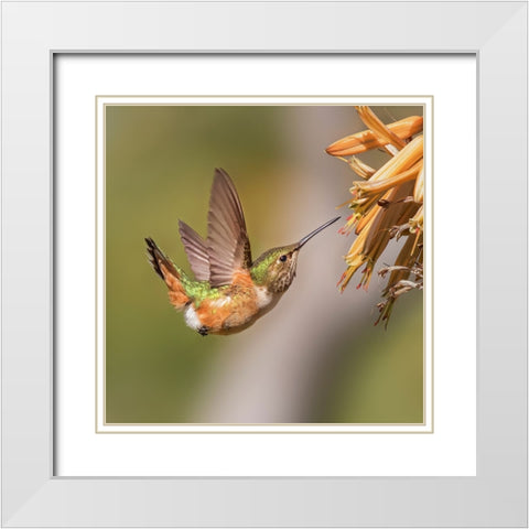 Hummingbird White Modern Wood Framed Art Print with Double Matting by Ji, Shirley