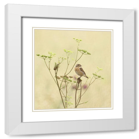 Whinchat White Modern Wood Framed Art Print with Double Matting by Puum, Mati