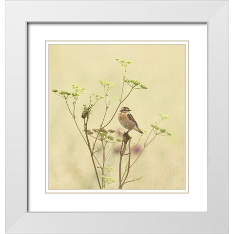 Whinchat White Modern Wood Framed Art Print with Double Matting by Puum, Mati