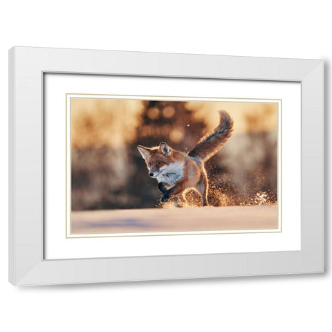 Snowy Sunset With Red Fox White Modern Wood Framed Art Print with Double Matting by Furch, Lukas
