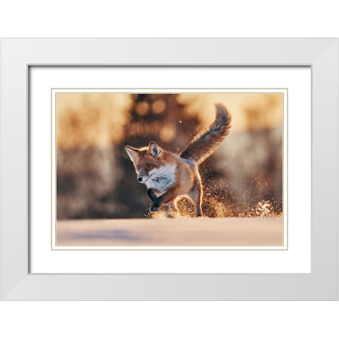 Snowy Sunset With Red Fox White Modern Wood Framed Art Print with Double Matting by Furch, Lukas