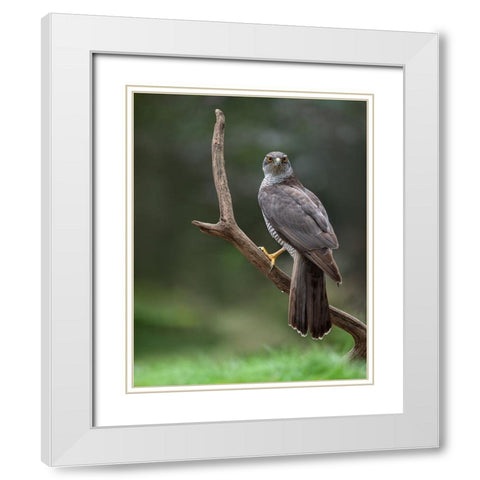 Goshawk White Modern Wood Framed Art Print with Double Matting by Rand, Larissa